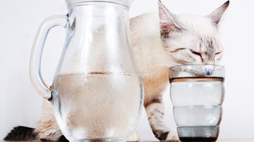 Aprenda a fazer o seu gato beber mais água. - sarkao / istock