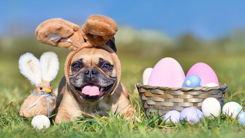 Ovos de Páscoa para pets: empresas e tutores de Juiz de Fora apostam nos  doces para integrar os animais à celebração familiar, Zona da Mata