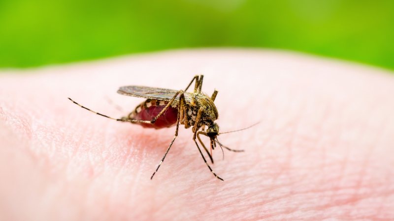 O município de Ijuí é o que concentra mais casos de dengue em todo o Rio Grande do Sul. - Imagem: nechaev-kon / iStock