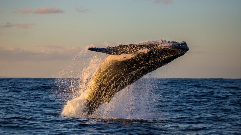 A costa do Rio de Janeiro faz parte da rota migratória dos animais. - Imagem: Mark Wong/iStock