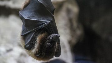Morcego-cabeça-de-martelo; entenda o por quê ele possui essa aparência - imagem: freepik
