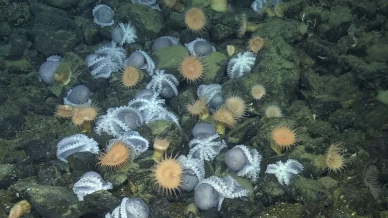 "Jardim de polvos" à beira de vulcão subaquático extinto - Imagem: Divulgação/MBARI