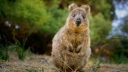 O quokka vive sorridente em uma ilha australiana. - Imagem: Phototrip/iStock