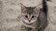 Características específicas das areias de gato fazem toda a diferença. - Imagem: BiancaGrueneberg/iStock