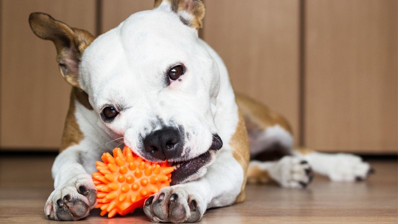 Os brinquedos são uma ótima forma de entreter seu cachorro. - Sanjagrujic/iStock