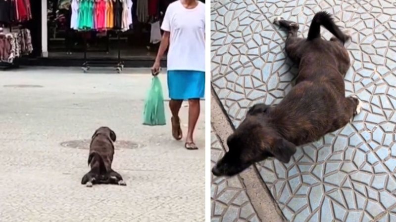 7 vídeos engraçados de cachorro que te farão gargalhar de tão engraçados