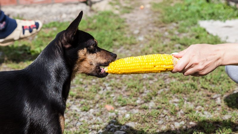 O milho possui alguns beneficios para a saude do seu pet. - Aleksandr Kondratov / istock