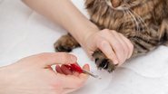 O passo a passo para cortar as unhas do seu gato da forma correta. - OlegKov / istock