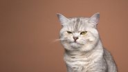 Confira as coisas que sue gato odeia. - Nils Jacobi / istock