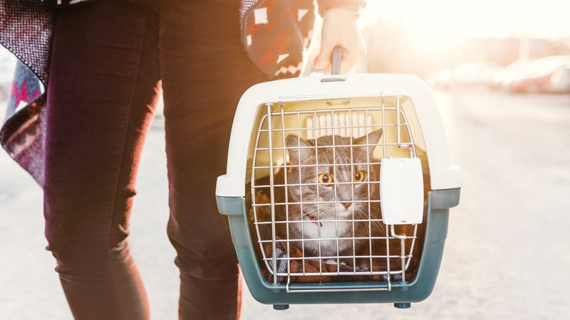 Transportar seu gatinho com segurança é essencial. - frantic00 / istock