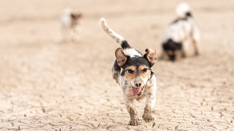 Existem alguns comportamentos que podem mostrar que seu pet está sofrendo excessivamente com o calor. - K_Thalhofer / istock