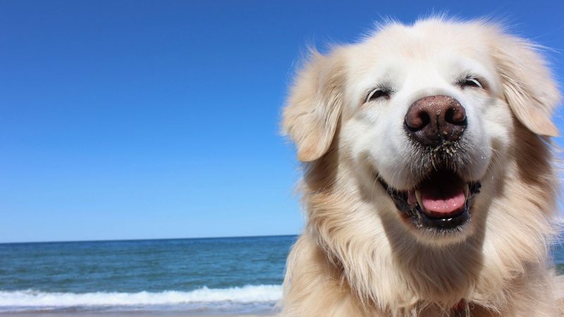 Cuide bem do seu melhor amigo nos dias quentes de praia. - David Sokoler/ iStock