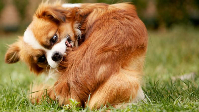 Cachorro se disfarça de planta e arranca risadas de internautas