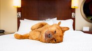 Veja os itens essenciais para que seu cachorro fique bem no hotel. - WebSubstance / istock