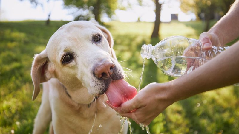 Confira como você pode ajudar o seu pet a lutar contra o calor. - Chalabala/ iStock