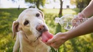 Confira como você pode ajudar o seu pet a lutar contra o calor. - Chalabala/ iStock