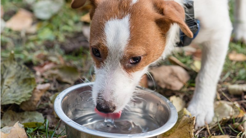 Como evitar que o pote de água do seu pet seja foco do mosquito da dengue. - alexei_tm / istock