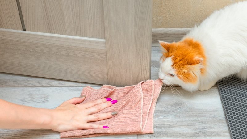 Essas dicas vão ajudar você a tirar o cheiro de xixi de gato da sua casa. - (Oleg Opryshko / iStock)