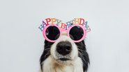 Frases para o aniversário do cachorro. - Iuliia Zavalishina/ iStock