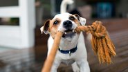 Brinquedos interativos que seus pets vão amar. - jodie777 / istock