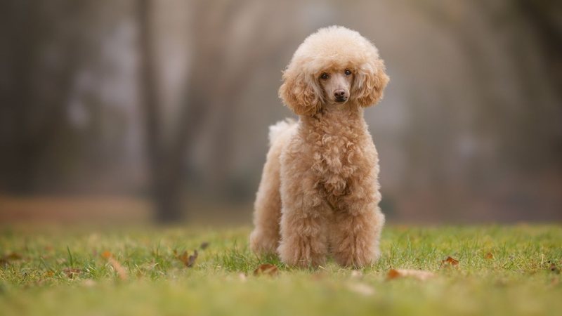 Os cachorros podem ser opções para quem sofre com alergias. - Bigandt_Photography/ iStock