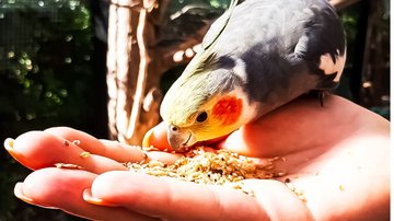 A semente de girassol é muito oferecida para aves criadas em casa, entenda se é seguro e saudável. - Fotodaisy / istock