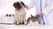 Aumentar a imunidade do seu pet pode evitar que ele fique resfriado. - Liudmila Chernetska / istock