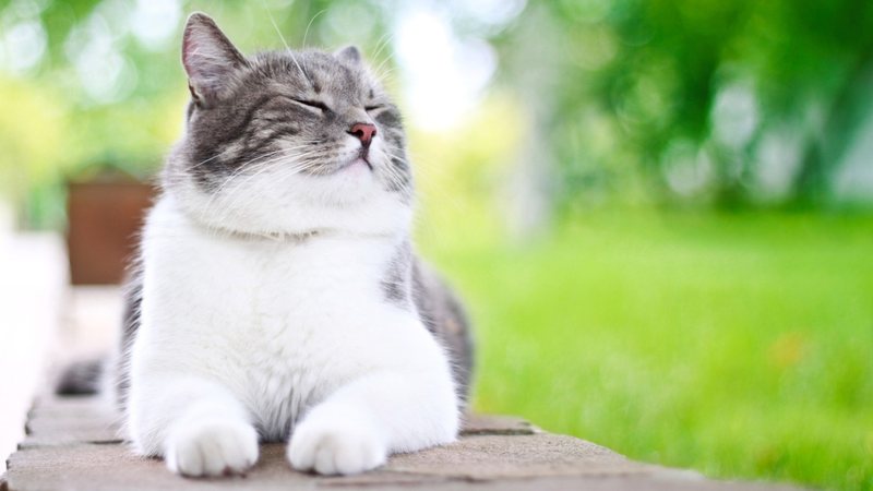 Uma nova cor de gato foi descoberta e denominada de “salmiak”. - DeanDrobot / istock