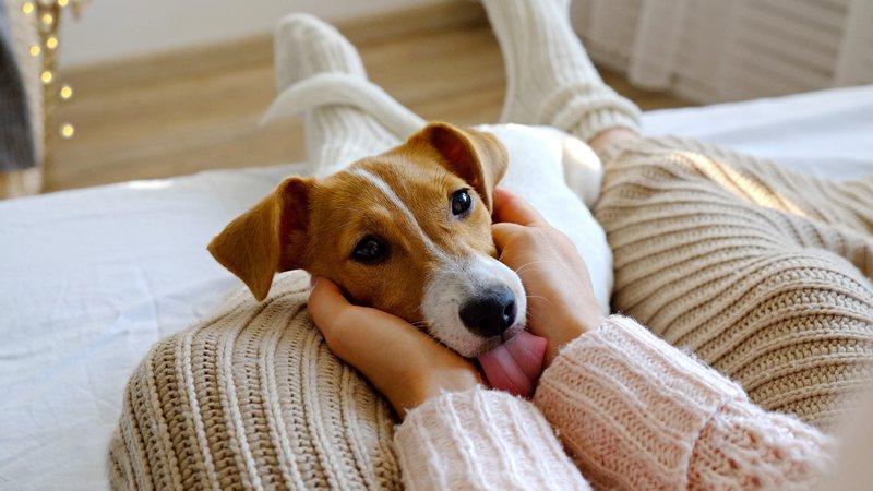 Redobre os cuidados com o seu pet durante o frio e mantenha a imunidade no alto. - Evrymmnt / istock