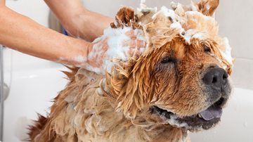 As melhores dicas para escolher shampoo para o seu pet. - fotoedu / istock