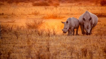 Aproximadamente 83 elefantes estão na lista de animais que devem ser abatidos no país africano. - 2630ben / istock