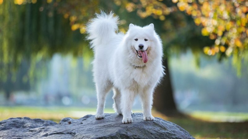 Selecionamos os 5 cachorros mais lindos do mundo e isso vai te impressionar. - photobac / istock