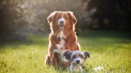 Essas ações podem comprometer seu relacionamento com os cães! - Chalabala/iStock