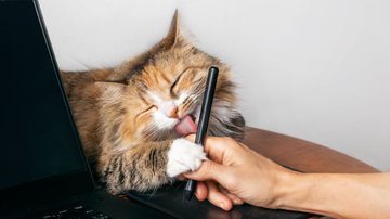 Algumas ações do seu gatinho podem ser demonstrações de amor. - Petra Richli / istock