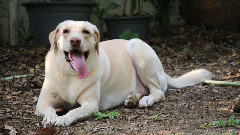 Labradores têm uma facilidade genética de engordarem, entenda o porquê. - kpoppie/ iStock