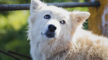 São vários os cães com preços elevados! - Suparna Hazra/iStock