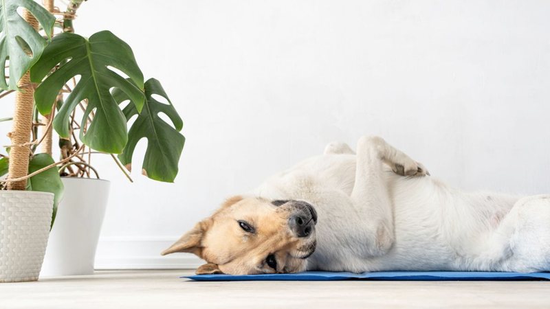 Geralmente os pets buscam pisos gelados em dias de verão e o tapete pode ser uma opção mais eficaz e confortável. - Ilona Shorokhova / istock