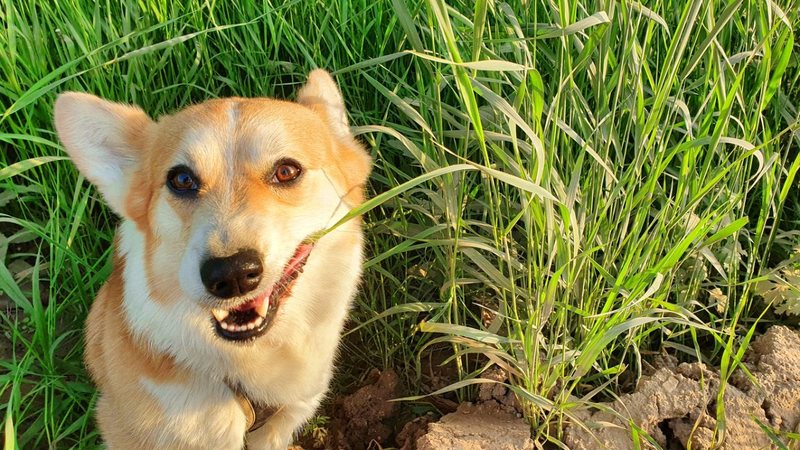 Entenda quais são as causas por traz do hábito dos cães de comer grama. - Ekaterina Zaitseva/ iStock