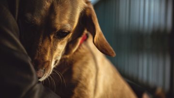 Será que cães guardam rancor? - Kerkez/iStock