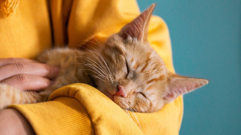 Saiba qual a relação entre os gatos e a esquizofrenia. - Manuta/ iStock