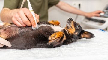 A visita ao veterinário pode ser necessária! - Arvydas Lakacauskas/iStock