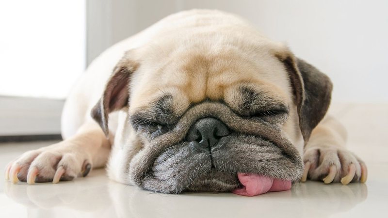 Eles podem dormir bastante! - fongleon356/iStock