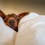 Entenda o que significa para seus pets quando você deixa eles dormirem na sua cama! - Anton_Herrington/ iStock