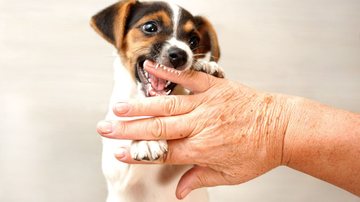 Saiba quais são os cachorros que mais podem cometer danos com apenas uma mordida. - Lubo Ivanko/ iStock