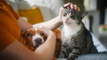 Gatos e cachorros podem se dar bem, é importante selecionar raças que promovam harmonia no ambiente. - Chalabala / istock