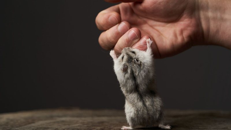 Animais podem ser treinados para não morderem os donos. - geckophotos/iStock