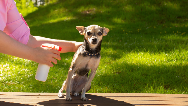 Veja os truques certos para remover pulgas e carrapatos do pet de forma simples e indolor. - Yana Tikhonova / istock