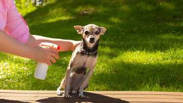 Veja os truques certos para remover pulgas e carrapatos do pet de forma simples e indolor. - Yana Tikhonova / istock