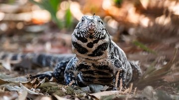 Trata-se de um lagarto muito comum pelas regiões do Brasil. - Foto4440/iStock