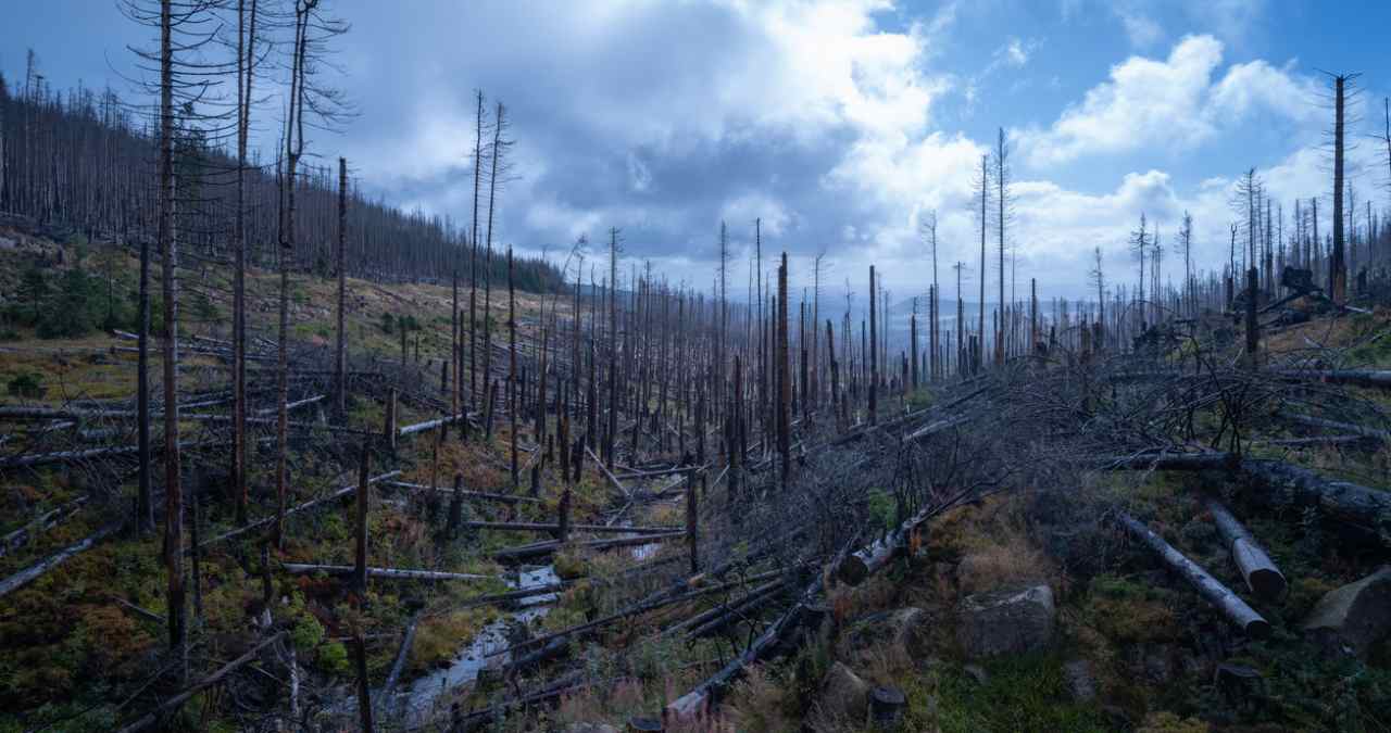 danos da chuva ácida na floresta